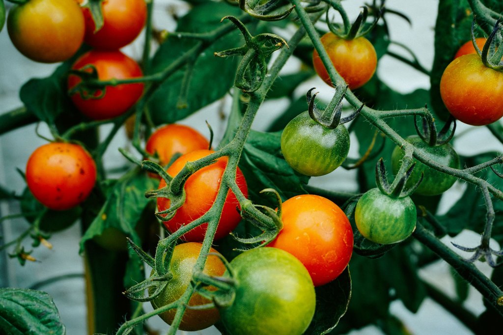 Ripe and green tomatoes on the vine