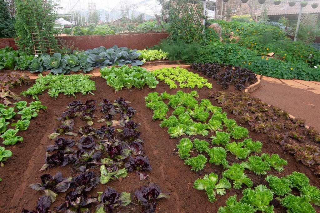 An urban vegetable garden with lettuce and other plants