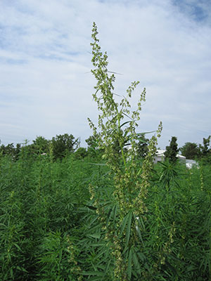 A male hemp plant has hundreds of small white flowers and produces copious amounts of pollen!