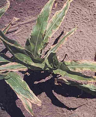 Corn plant damaged by saline sprinkler water.