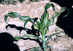 Zinc deficiency in corn.