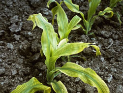 Iron deficiency in corn.