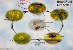 Life cycle of bean rust