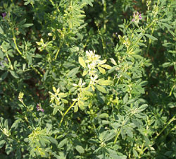 White flagging symtons caused by Ditylenchus in alfalfa.