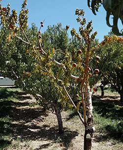 Cytospora infected peach tree with flagging symptom