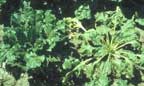 Sugar beet plant wilting caused by Fusarium Wilt 