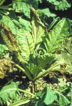 Sugar beet plant yellowing caused by Fusarium Wilt