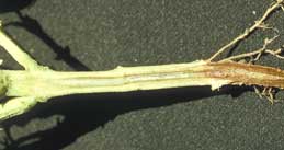 Fusarium Wilt discoloration of bean plant stem