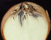 Botrytis infection