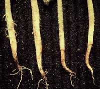 Pythium root rot