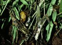 plant infected with Sclerotinia