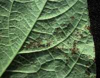 Common bacterial blight.