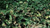 Foliar common blight symptoms.