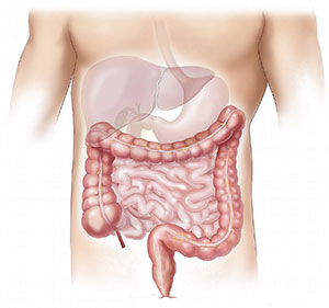picture of gastrointestinal tract