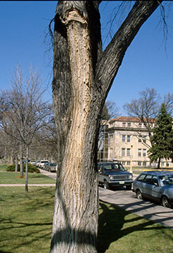 Discoloration of bark of American elm affected with wetwood.
