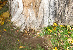Figure 4. Base of tree where wetwood slime has killed the grass. (W.R. Jacobi).