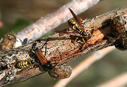Figure 6. Wetwood or alcohol flux slime with visiting wasps and bumble flower beetles. (W. Cranshaw).