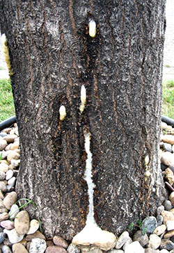 Figure 7. White ash with milky alcohol flux. (J. Walla).