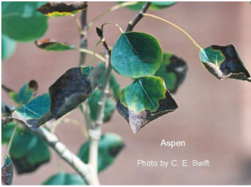 Leaf Scorch on aspen