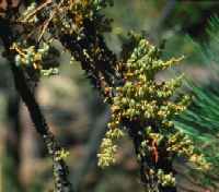 Figure 4: Ponderosa pine dwarf mistletoe plants. 