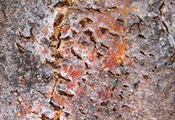 Asexual fruiting bodies in bark cracks of Thyronectria canker.