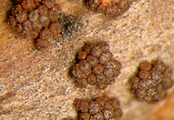 Sexual fruiting bodies (peritheica) of Black spot Nectria canker.