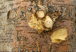 Coral spot Nectria on honeylocust with bark discoloration.