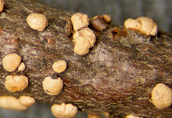 Asexual fruiting bodies (sporodochia) of Coral spot Nectria canker.