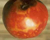 Picture of a tomato