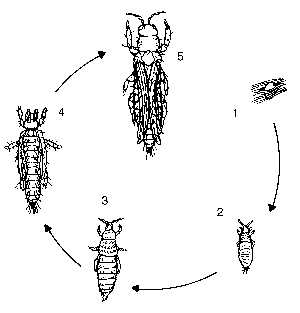 Thrips life cycle