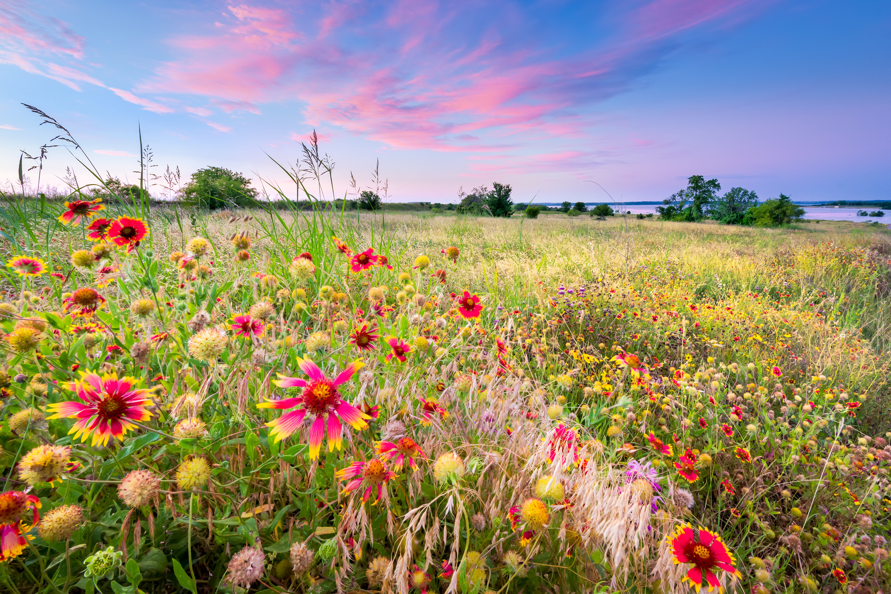 Dry Area Wildflower Seed Mix