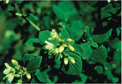Waxflower (Jamesia americana)