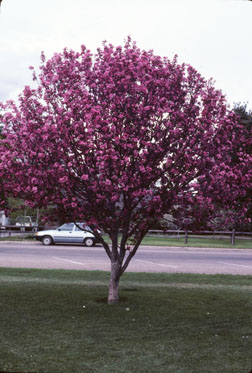 Flowering Crabapple Trees - 7.424 - CSU Extension