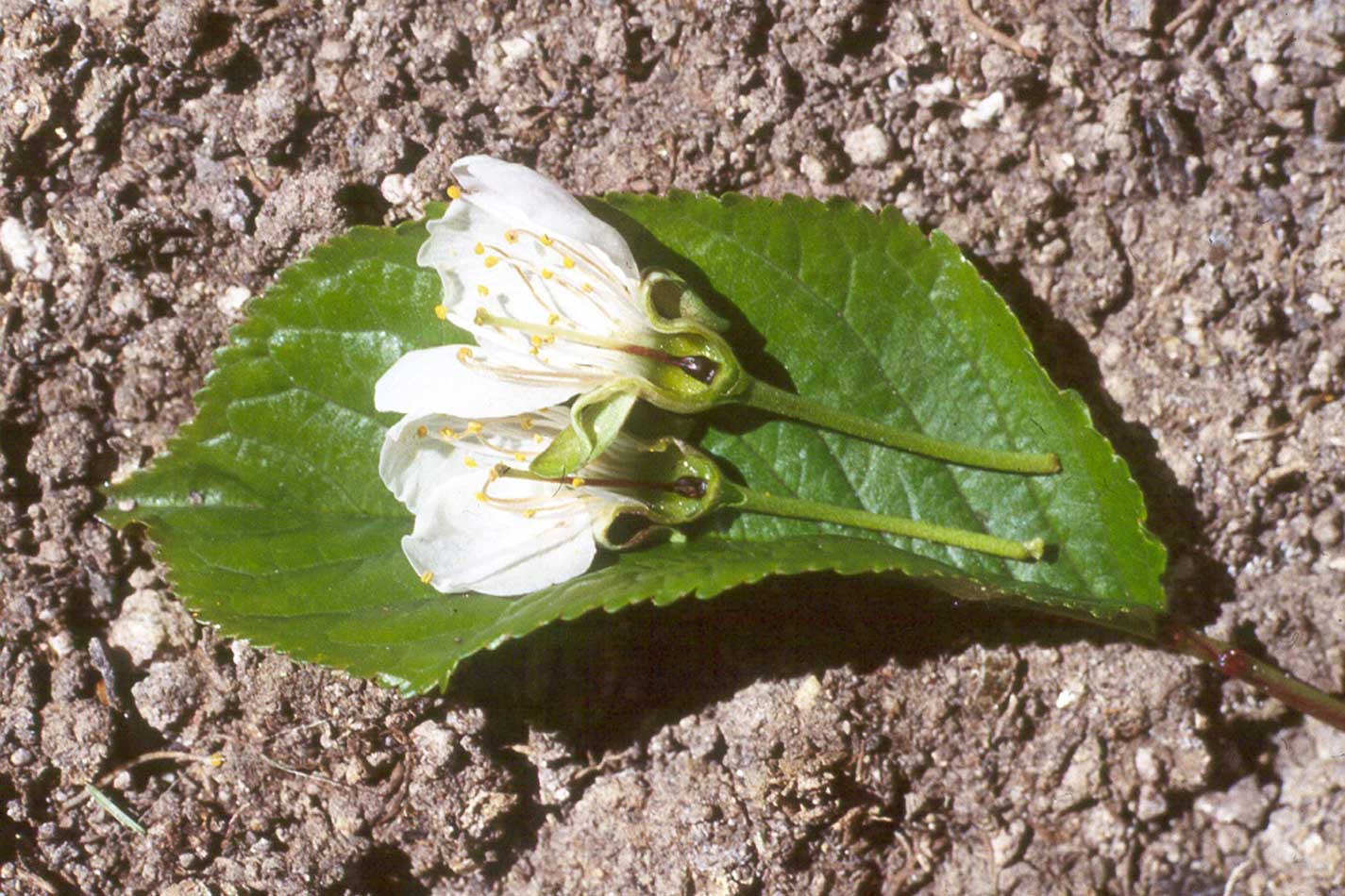 Figure 8: Sweet cherry flowers killed by frost at bloom, cut vertically to expose the blackened pistil.  (Photo by H.J. Larsen.)