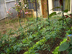 Fertilizing the vegetable garden