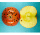 Figure 8: Bitter-pit and cork spot on Honeycrisp apple. 
