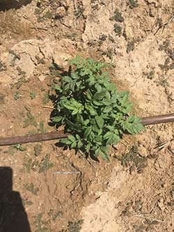 irrigation to potatoes