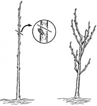 Pruning two year old fruit trees