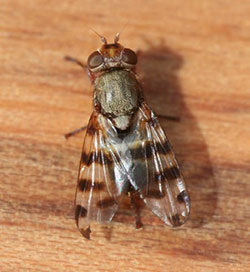 Figure 7: Ceroxys latiusculus, a picturewinged fly that commonly enters buildings in autumn.