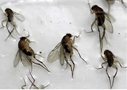 Figure 12: Adults of the humpbacked fly Megaselia scalaris