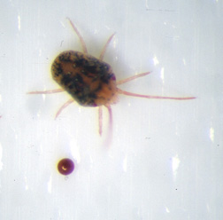 Clover mite with egg