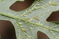 Figure 1: Aphids on the underside of an oak leaf. 
