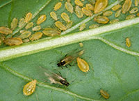 Figure 10: Winged and wingless forms of the green peach aphid.
