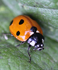 Adult (a) and larva (b) of a lady beetle.