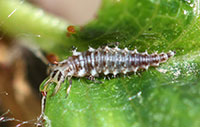 Larvae of a green lacewing