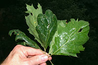 Figure 3: Honeydew produced by aphids covering oak leaves.