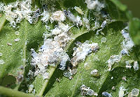 Figure 8: Leafcurl ash aphids, a type of woolly aphid. These aphids curl the leaves of green ash.