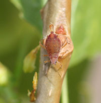 Figure 9: Aphid on cottonwood giving live birth to a daughter aphid.