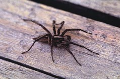 Funnel web spider.