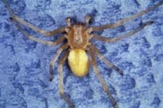 Long-legged sac spider.